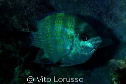 Fishs by Vito Lorusso 